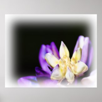 In Love with Lupine White Vignette Poster