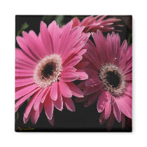 In Pink G_4 Magnet