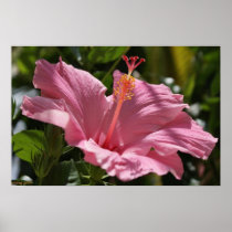In Pink H_57 Hibiscus Poster