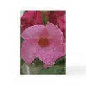 In Pink M_70 Blank Card by glo53bug In Pink M_70 Blank Card
