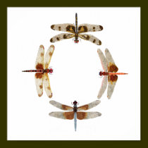 In Sync- Circle of Dragonflies Art Poster posters