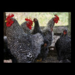 In The Chicken Coop posters