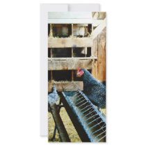 In the Chicken Coop Rack Card