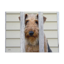 "In the Doghouse" Postcards