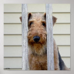 "In the Doghouse" Poster