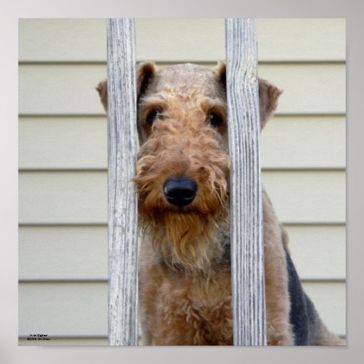 "In the Doghouse" Poster