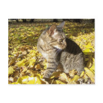 In the fall postcards by KatAnnette In the fall postcards