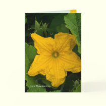 In the Garden cards