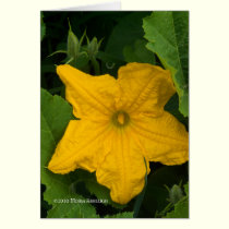 In the Garden cards
