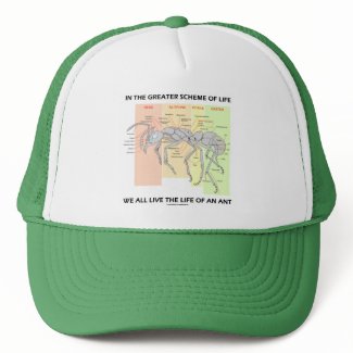 In The Greater Scheme Of Life Live Life Of An Ant hat