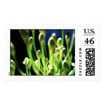 In the Green House postage by efatima In the Green House postage