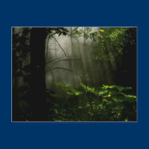 In the mist postcards