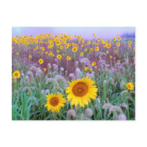 In the morning postcards