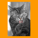 In the Pink - A Tabby Cat Washing Her Paw posters