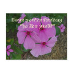 In the Pink (Periwinkles) Postcard