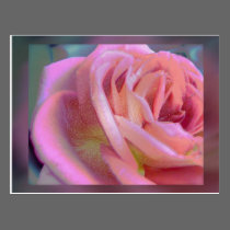 In the Pink postcards