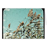 In the Reeds cards