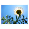 In the Shadow of a Flower posters