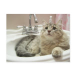 In the sink postcard