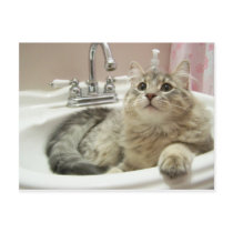 In the sink postcards by KatAnnette In the sink postcards