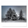 In The Spirit OF winter