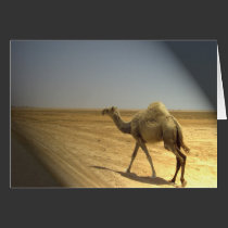 In the spotlight  - camels in the desert cards