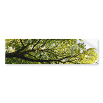 In the tree canopy bumper stickers