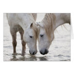 In the Water at Dawn Horse Greeting Card