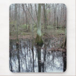 swamp, marsh, pond, cypress