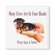 In Your Hands (Please Spay & Neuter) Magnet