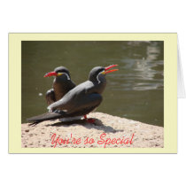 Inca Terns "You're so Special...Stay Here Forever" cards by alyciakeating Inca Terns "You're so Special...Stay Here Forever" cards