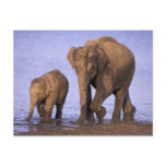 India, Nagarhole National Park. Asian elephant Postcards