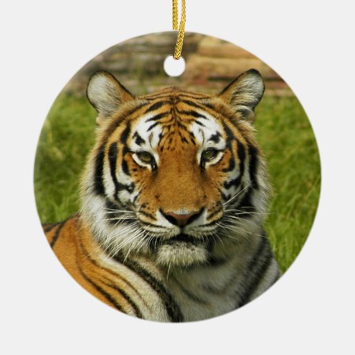 india tiger peace and calm christmas tree ornaments zazzle india tiger peace and calm christmas tree ornaments zazzle