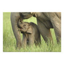 Indian / Asian Elephant and young one,Corbett 2