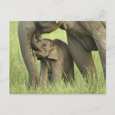 Indian / Asian Elephant and young one,Corbett 2 Post Cards