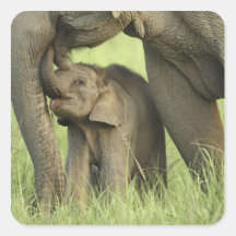 Indian / Asian Elephant and young one,Corbett 2 Square Stickers