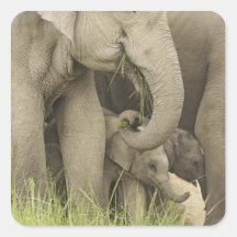 Indian / Asian Elephant and young one,Corbett 3 Square Stickers