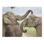 Indian / Asian Elephants play fighting,Corbett 3 Postcards