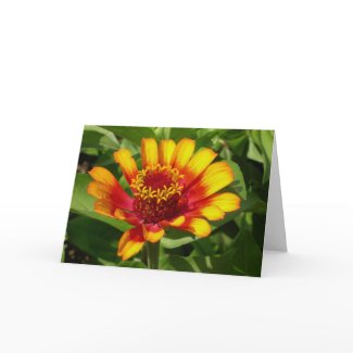 Indian Blanket Flower - greeting card card
