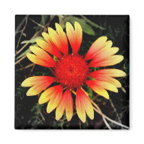 Indian Blanket magnets by princessklb07 Indian Blanket magnets
