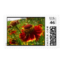 Indian Blanket postage