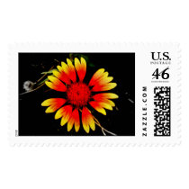 Indian Blanket postage