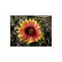 Indian Blanket. posters