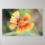 Indian Blanket Poster
