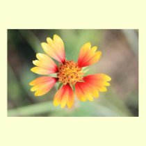 Indian Blanket Poster posters