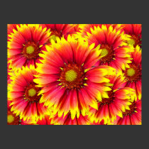 Indian Blanket posters