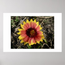 Indian Blanket. posters