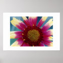 indian blanket posters