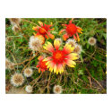 Indian Blanket posters