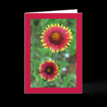 Indian Blanket Wildflower cards